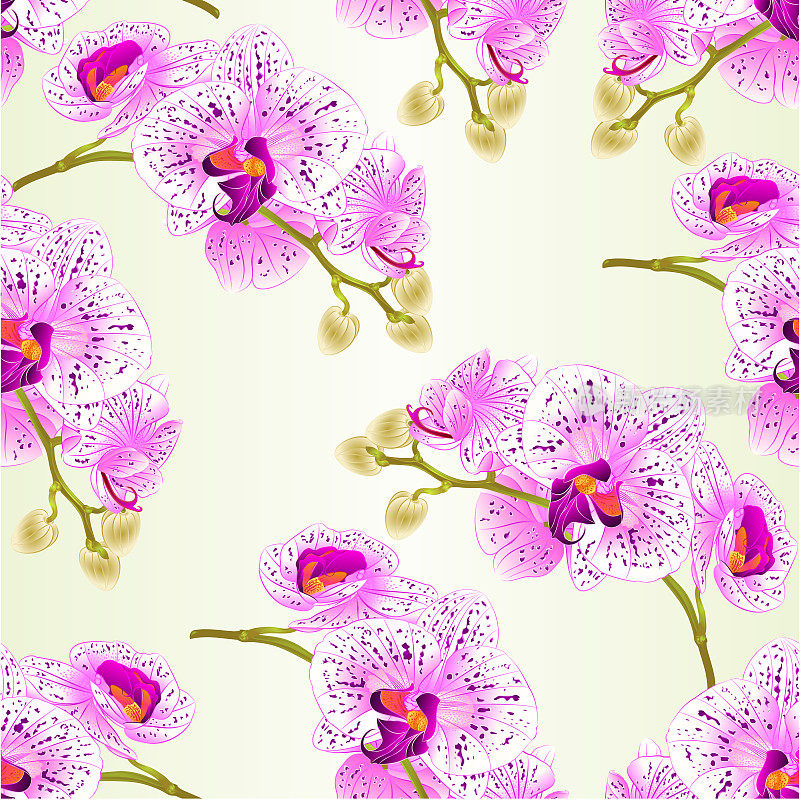 质地无缝茎兰花花紫色和白色蝴蝶兰热带植物vintage vector植物学插图编辑